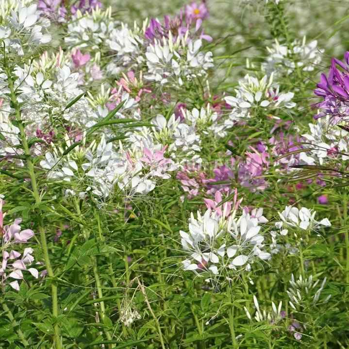 Cléome épineux mélange de couleur, Cleome spinosa mix image